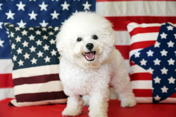 American Independence Day. Happy 4th of July. USA Independence Day. American flag. Bichon Frise Dog with American Flag. A purebred Bichon Frise female dog smiles as she poses with an American Flag for her 4th of July Photo Shoot.