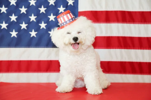 Día Independencia Americana Feliz Julio Día Independencia Bandera Americana Bichon — Foto de Stock