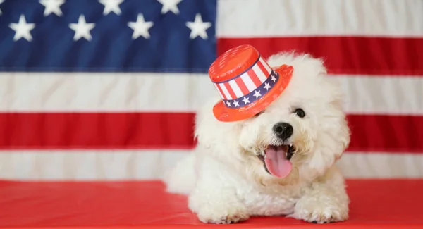 Día Independencia Americana Feliz Julio Día Independencia Bandera Americana Bichon — Foto de Stock