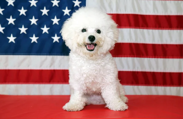 American Independence Day. Happy 4th of July. USA Independence Day. American flag. Bichon Frise Dog with American Flag. A purebred Bichon Frise female dog smiles as she poses with an American Flag for her 4th of July Photo Shoot.