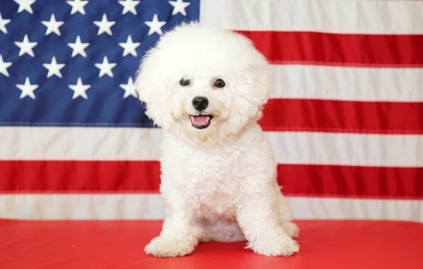 American Independence Day. Happy 4th of July. USA Independence Day. American flag. Bichon Frise Dog with American Flag. A purebred Bichon Frise female dog smiles as she poses with an American Flag for her 4th of July Photo Shoot.