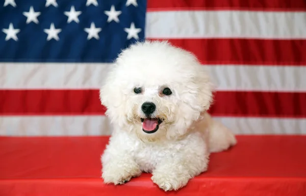 Amerikanischer Unabhängigkeitstag Glücklicher Juli Unabhängigkeitstag Der Usa Amerikanische Flagge Bichon — Stockfoto