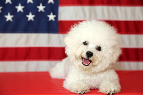 Día Independencia Americana Feliz Julio Día Independencia Bandera Americana Bichon — Foto de Stock