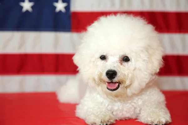 American Independence Day. Happy 4th of July. USA Independence Day. American flag. Bichon Frise Dog with American Flag. A purebred Bichon Frise female dog smiles as she poses with an American Flag for her 4th of July Photo Shoot.