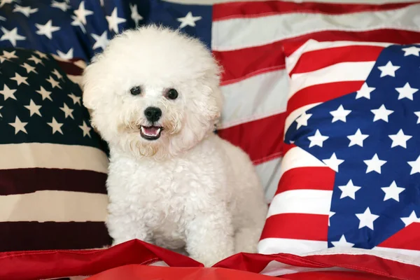 American Independence Day. Happy 4th of July. USA Independence Day. American flag. Bichon Frise Dog with American Flag. A purebred Bichon Frise female dog smiles as she poses with an American Flag for her 4th of July Photo Shoot.