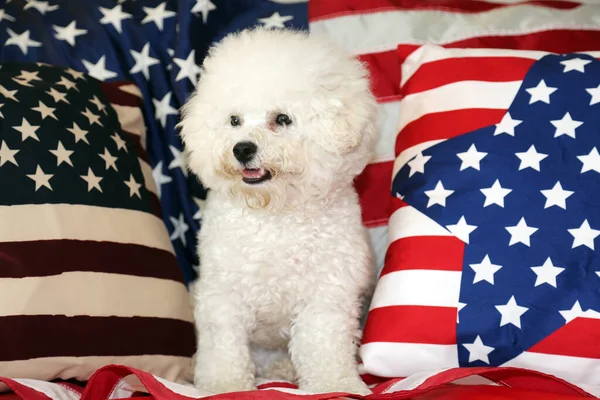 American Independence Day. Happy 4th of July. USA Independence Day. American flag. Bichon Frise Dog with American Flag. A purebred Bichon Frise female dog smiles as she poses with an American Flag for her 4th of July Photo Shoot.