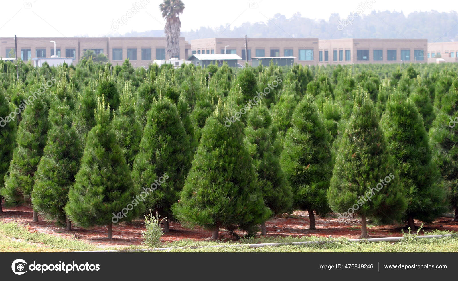 Christmas Tree Farm Southern California Christmas Tree Farm Southern