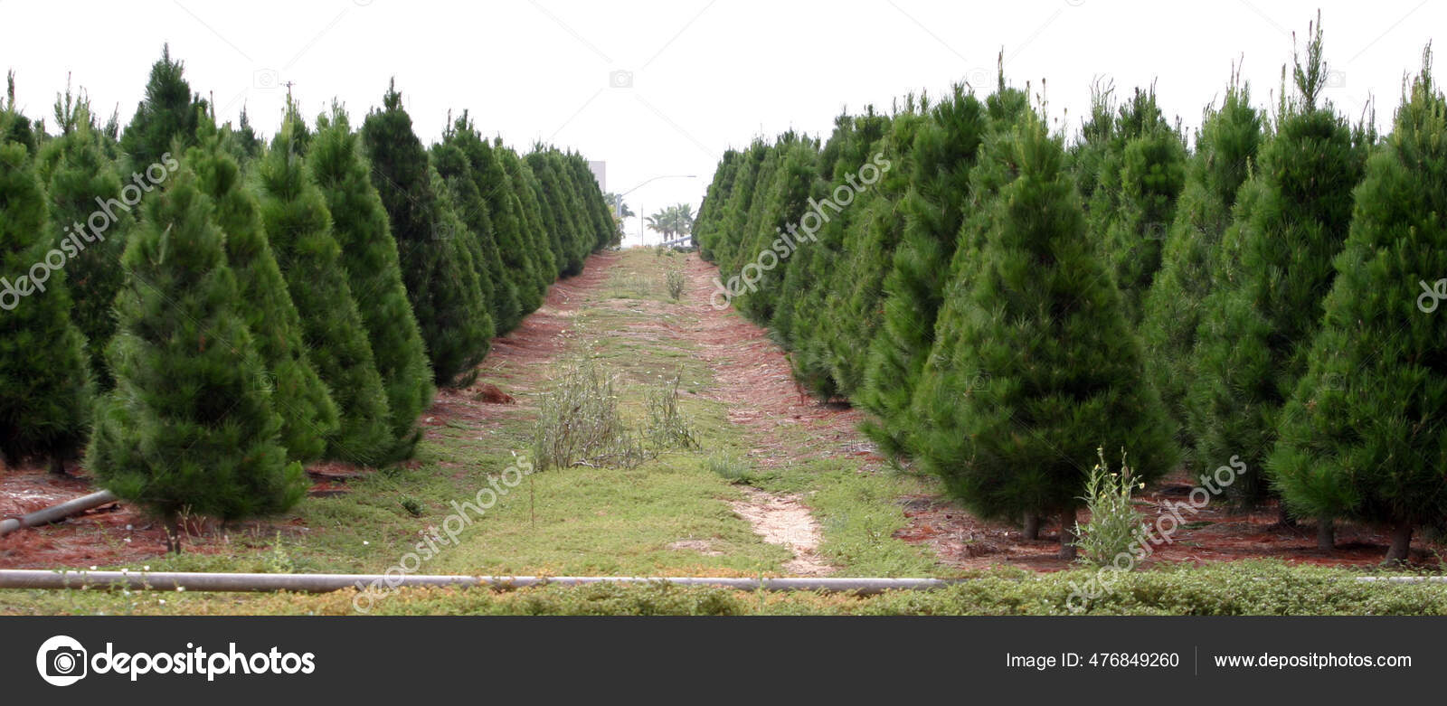 Christmas Tree Farm Southern California Christmas Tree Farm Southern