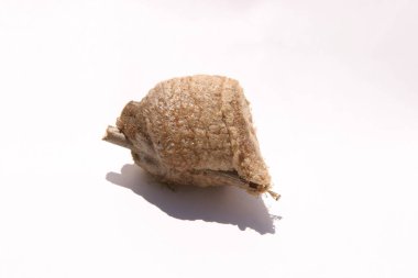 Peygamber devesi perileri kuluçkaya yattıktan beş hafta sonra bir yumurta kutusundan çıkıyorlar. Peygamberdevesi avı. Yumurta Çuvalı. Peygamber Devesi Bebek. Yumurtadan yeni çıkan Peygamberdevesi. Peygamber devesi kuluçkaya yatar. Peygamber devesi yumurtası kutusu veya Ootheca.