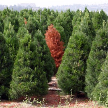 Güney Kaliforniya 'da bir Noel ağacı çiftliği. Güney Kaliforniya 'da bir Noel ağacı çiftliği. Noel ağacı için güzel yeşil çam ağaçları yetiştirirsin. Ağaç çiftliği, Noel ağacı, Noel, tatil. 