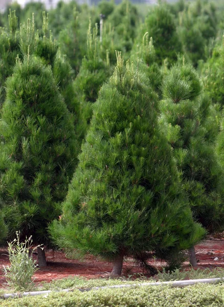 Christmas Tree Farm Southern California Christmas Tree Farm Southern California — Stock Photo, Image