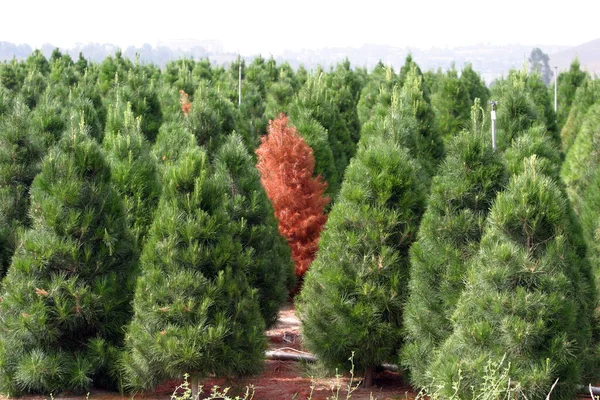 南カリフォルニアのクリスマスツリーファーム 南カリフォルニアのクリスマスツリーファーム あなたの休日のクリスマスツリーのための美しい緑の松の木を育てる必要があります ツリーファーム クリスマスツリー — ストック写真