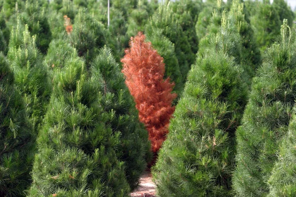 Een Kerstboomkwekerij Zuid Californië Een Kerstboomkwekerij Zuid Californië Het Kweken — Stockfoto