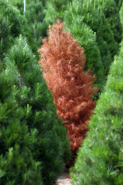 Een Kerstboomkwekerij Zuid Californië Een Kerstboomkwekerij Zuid Californië Het Kweken — Stockfoto