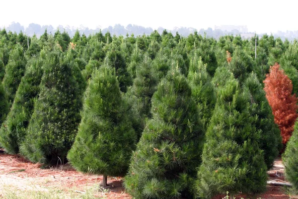 Julgransfarm Södra Kalifornien Julgransfarm Södra Kalifornien Växer Vackra Gröna Tallar — Stockfoto