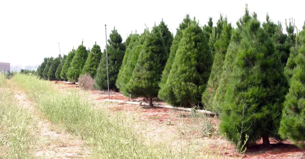 南カリフォルニアのクリスマスツリーファーム 南カリフォルニアのクリスマスツリーファーム あなたの休日のクリスマスツリーのための美しい緑の松の木を育てる必要があります ツリーファーム クリスマスツリー — ストック写真