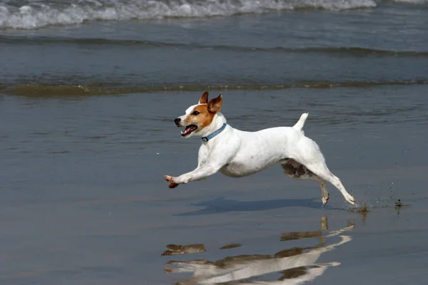 Jack Russell Terrier Biegnie Skacze Gra Plaży — Zdjęcie stockowe