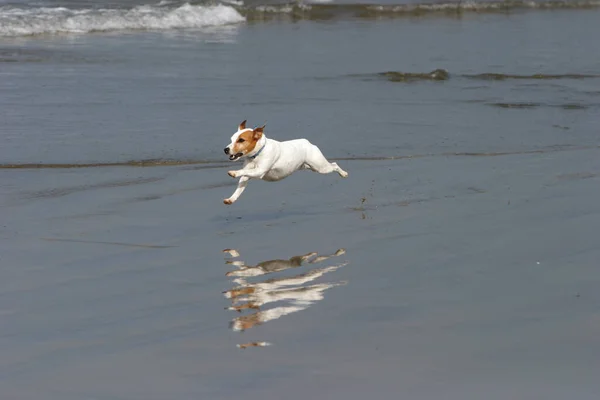 Jack Russell Terrier Corre Salta Joga Uma Praia — Fotografia de Stock