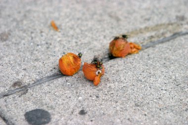 Common House Flies Musca domestica. Çürümüş meyve yiyen sinekler.. 