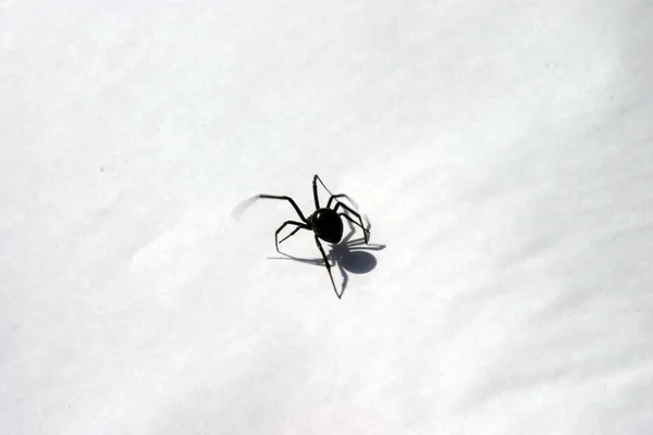female black widow spider.  Black Widow Spider on white paper.
