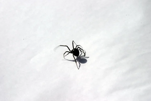 Aranha Viúva Negra Aranha Viúva Negra Papel Branco — Fotografia de Stock