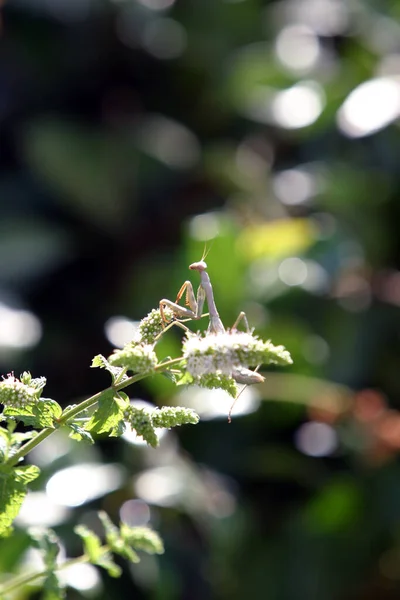 Een Chinese Roofsprinkhaan Oftewel Californische Prooisprinkhaan Mantis Jagend Een Bloeiende — Stockfoto