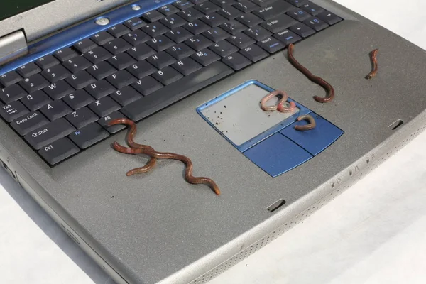 Počítačový Červ Klávesnici Počítačová Chyba Worm Laptop — Stock fotografie