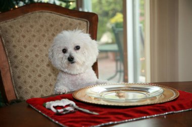 Fifi the Bichon Frise, yemek masasında oturuyor ve Noel yemeğini istiyor. Özel Köpek için akşam yemeği. Fifi the Bichon Frise bifteğini bekliyor. Noel Bichon Frise Köpeği. Güzel Saf Breed Bichon Frise Dog Christmas.
