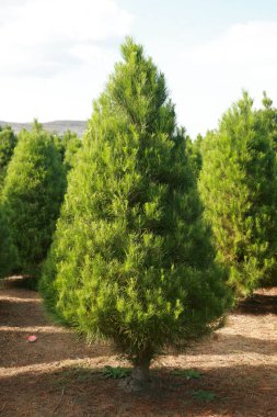 Noel ağacı çiftliği. Ağaç çiftliğinde çam ağacı yetişiyor. Ağaçlar için bir kreş. Noel ağaçları. Küçük Noel ağaçları büyüyor. Bir kozalaklı ağaç yetiştir. Çam tarlası. Noel ağacı.