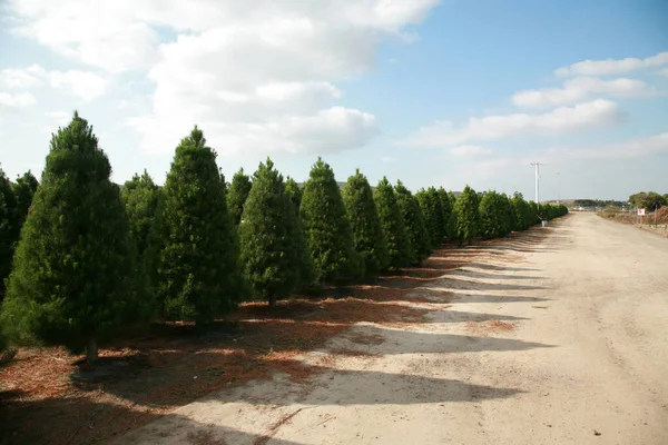 Christmas tree farm. pine tree growth on a tree farm. A nursery for trees. Christmas trees. Little Christmas trees growing. Grow a coniferous tree. Pine farm. Christmas tree.