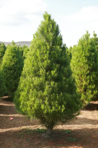 クリスマスツリーファーム ツリーファームの松の木の成長 木のための保育園 クリスマスツリー 小さなクリスマスツリーが成長しています 針葉樹の木を育てる パインファーム クリスマスツリー — ストック写真
