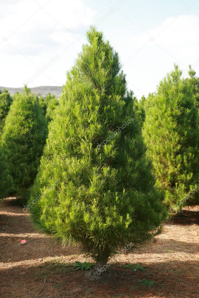 Christmas tree farm. pine tree growth on a tree farm. A nursery for trees. Christmas trees. Little Christmas trees growing. Grow a coniferous tree. Pine farm. Christmas tree.