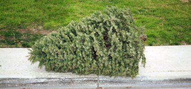 İnsanları Noel ağaçlarını ağaç döngüsüne sokmaya teşvik et. Belediye ve kırsal ağaç damlaları için mükemmel. Noel 'den sonra Noel Ağacı Çöpü. Noel Ağacı konseptini geri dönüştür. Gübre merkezinde kozalaklı ağaçlar yığını. Noel ağaçları geri dönüşüm yapıyor.