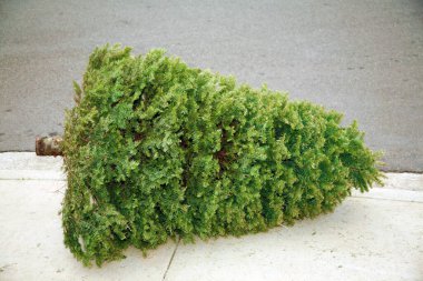 İnsanları Noel ağaçlarını ağaç döngüsüne sokmaya teşvik et. Belediye ve kırsal ağaç damlaları için mükemmel. Noel 'den sonra Noel Ağacı Çöpü. Noel Ağacı konseptini geri dönüştür. Gübre merkezinde kozalaklı ağaçlar yığını. Noel ağaçları geri dönüşüm yapıyor.