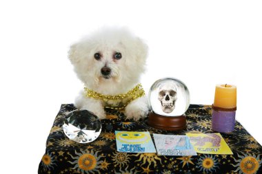 Hayvan Medyumu olarak safkan Bichon Frise. Psişik Hayvan. Bichon Frise Falcısı. Medyum Köpek geleceğinde köpek kurabiyesi olacağını tahmin ediyor. Köpek medyumu geleceğinde biftek görüyor. Psişik Evcil Hayvan Fifi geleceğinde aşkı görüyor. Doom ve Hüzün Öngörüsü. 