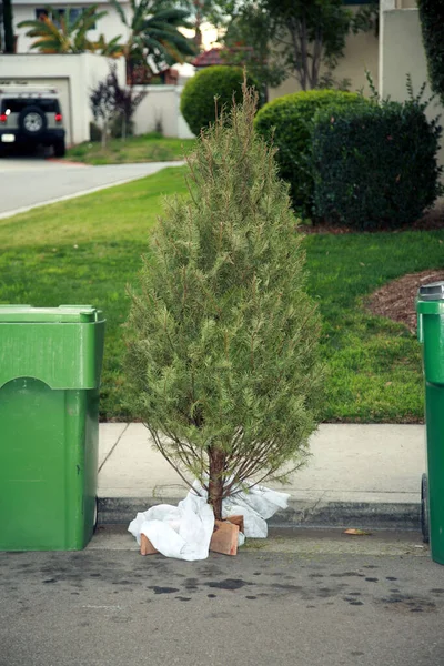 Encourage people to Tree cycle their Christmas trees. Perfect for municipal city and rural tree drops. Christmas Tree Trash after Christmas. Recycle Christmas Tree concept. Heap of coniferous trees at compost center. Christmas trees recycling.