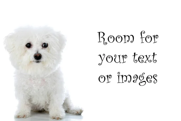 Bichon Frise Pure Breed Bichon Frise Isolated White Room Text — Stock Photo, Image