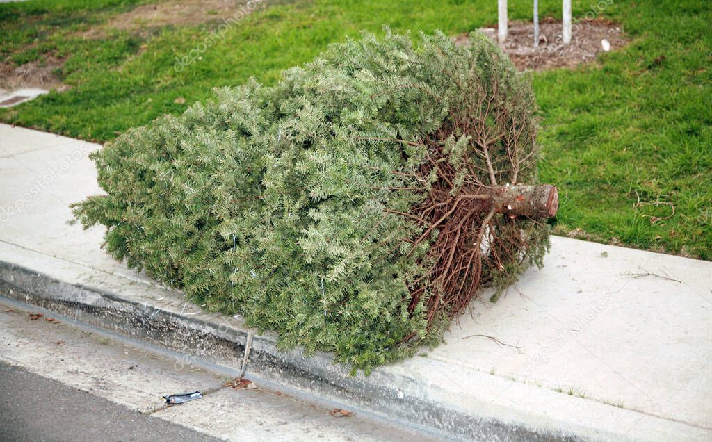 Encourage people to Tree cycle their Christmas trees. Perfect for municipal city and rural tree drops. Christmas Tree Trash after Christmas. Recycle Christmas Tree concept. Heap of coniferous trees at compost center. Christmas trees recycling.