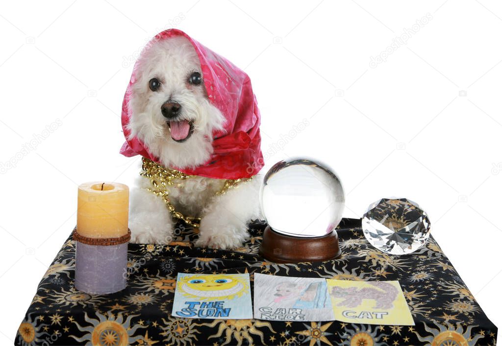 Purebred Bichon Frise as a Pet Psychic. Psychic Pet. Bichon Frise Fortune teller. Psychic Dog predicts dog cookies in your future. Dog Psychic sees a Steak in your future. Fifi the Psychic Pet sees Love in your future. Doom and Gloom Prediction. 