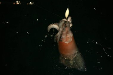 Humboldt Kalamar Gözü. Jumbo mürekkep balığı gözü. Dev bir mürekkep balığının gözü. Dev mürekkep balığı. Balıkçı teknesindeki dev mürekkep balığı. Humboldt mürekkep balığı. Jumbo uçan mürekkep balığı. Pota veya Dosidicus gigas namı diğer kırmızı şeytan mürekkep balığı. Dev Katil Kalamar mürekkebini bir balıkçı teknesine bırakıyor. Kalamar.