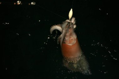 Humboldt Squid Eye. Jumbo Squid Eye. The Eye of a Jumbo Squid. Giant Squid. Giant Squid on a fishing boat. Humboldt Squid. Jumbo flying squid. Pota or Dosidicus gigas aka red devil squid. Giant Killer Squid releasing its Ink on a fishing boat. Squid. clipart