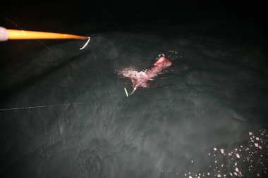 Humboldt Kalamar Gözü. Jumbo mürekkep balığı gözü. Dev bir mürekkep balığının gözü. Dev mürekkep balığı. Balıkçı teknesindeki dev mürekkep balığı. Humboldt mürekkep balığı. Jumbo uçan mürekkep balığı. Pota veya Dosidicus gigas namı diğer kırmızı şeytan mürekkep balığı. Dev Katil Kalamar mürekkebini bir balıkçı teknesine bırakıyor. Kalamar.