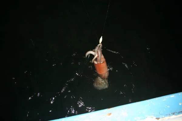 Humboldt Bläckfisköga Jumbo Squid Eye Jumbo Bläckfisks Öga Jättebläckfisk Jättesquid — Stockfoto
