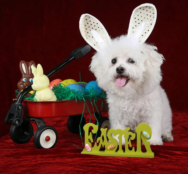 Bichon Frise Frumos Bichon Frise Dog Iubește Joace Rochie Pentru — Fotografie, imagine de stoc