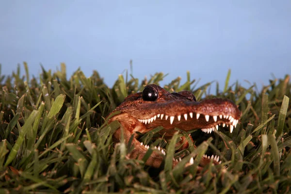 Alligator Sunbathing Grass Crocodile Grass Large Alligator Laying Grass Sun — Fotografia de Stock