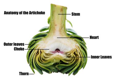 Artichoke. The Artichoke flower is edible. isolated on white background.  Global Artichoke. isolated. close up.French artichoke. Green artichoke. 