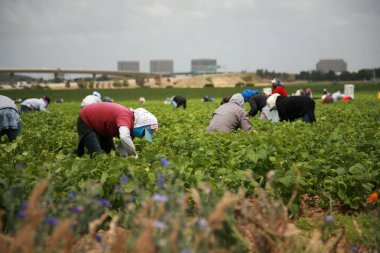 Lake Forest, California, USA - June 4, 2018: Immigrant migrant seasonal farm field workers work a field and pick and package strawberries in Lake Forest, California. Editorial 