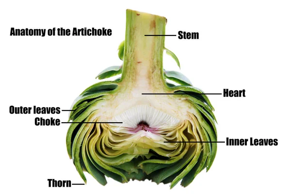 Artischocke Die Artischockenblume Ist Essbar Isoliert Auf Weißem Hintergrund Globale — Stockfoto