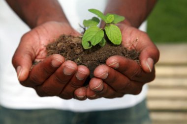 plant in the hands. holding a plant between hands. One plant in hands. Hands holding plant in soil. gods gift to mankind. earth mother. life. goodness of nature. regrowth. starting new. new growth.  clipart