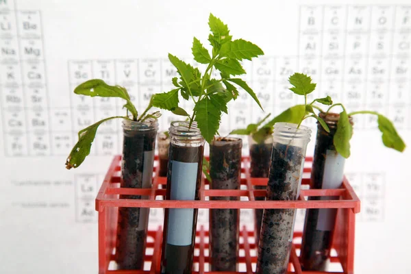 Tubos Teste Com Plantas Pequenas Isolado Branco Agricultor Mantendo Crescimento — Fotografia de Stock